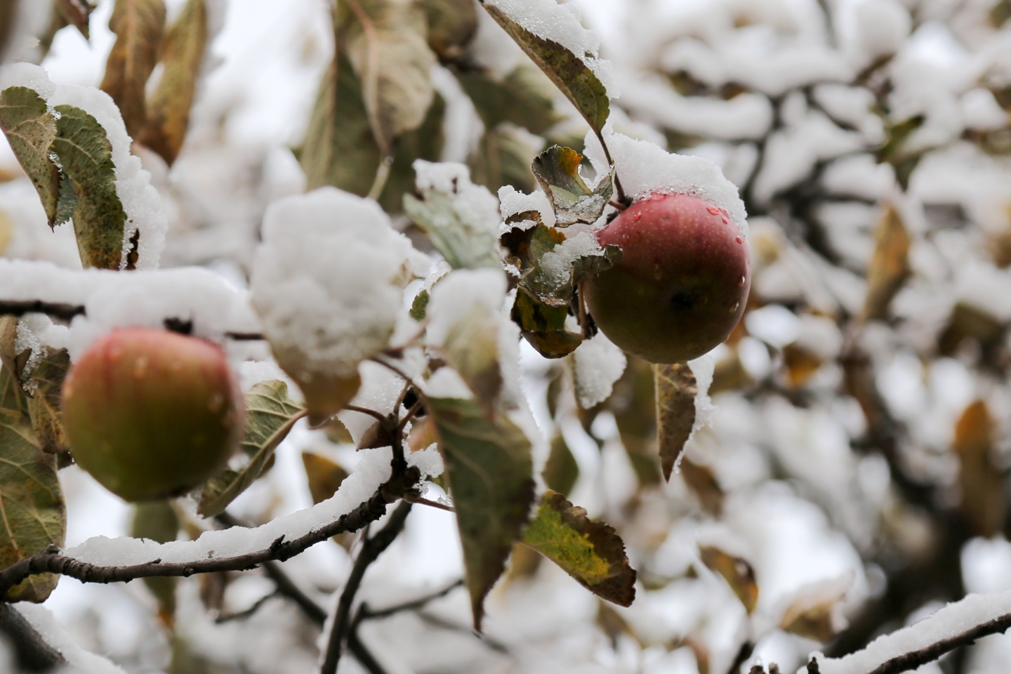 Gümüşhane’de kar yağışı 7
