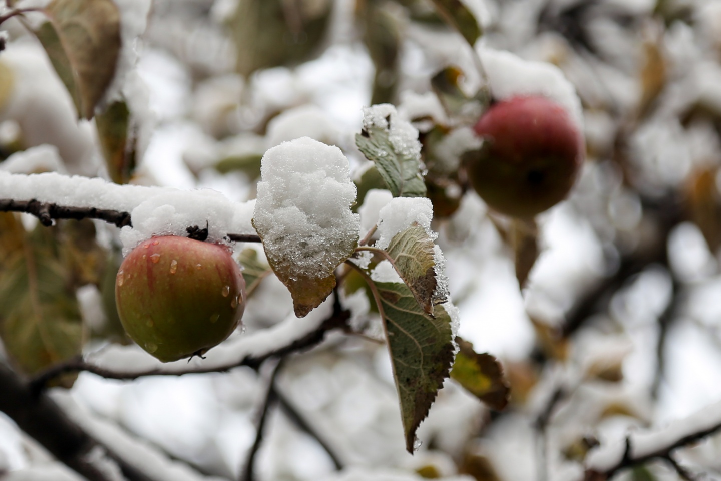 Gümüşhane’de kar yağışı 9