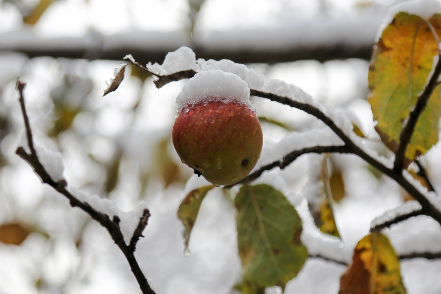 Gümüşhane’de kar yağışı 5