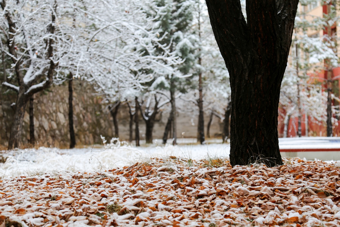 Gümüşhane’de kar yağışı 59