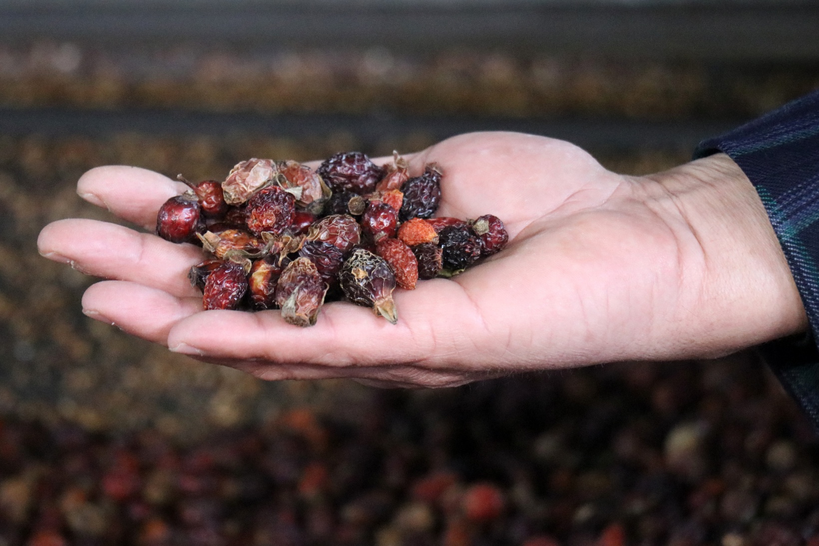 Gümüşhane'nin şifa dolu hazinesi Kuşburnu Nektarı coğrafi işaret aldı 10
