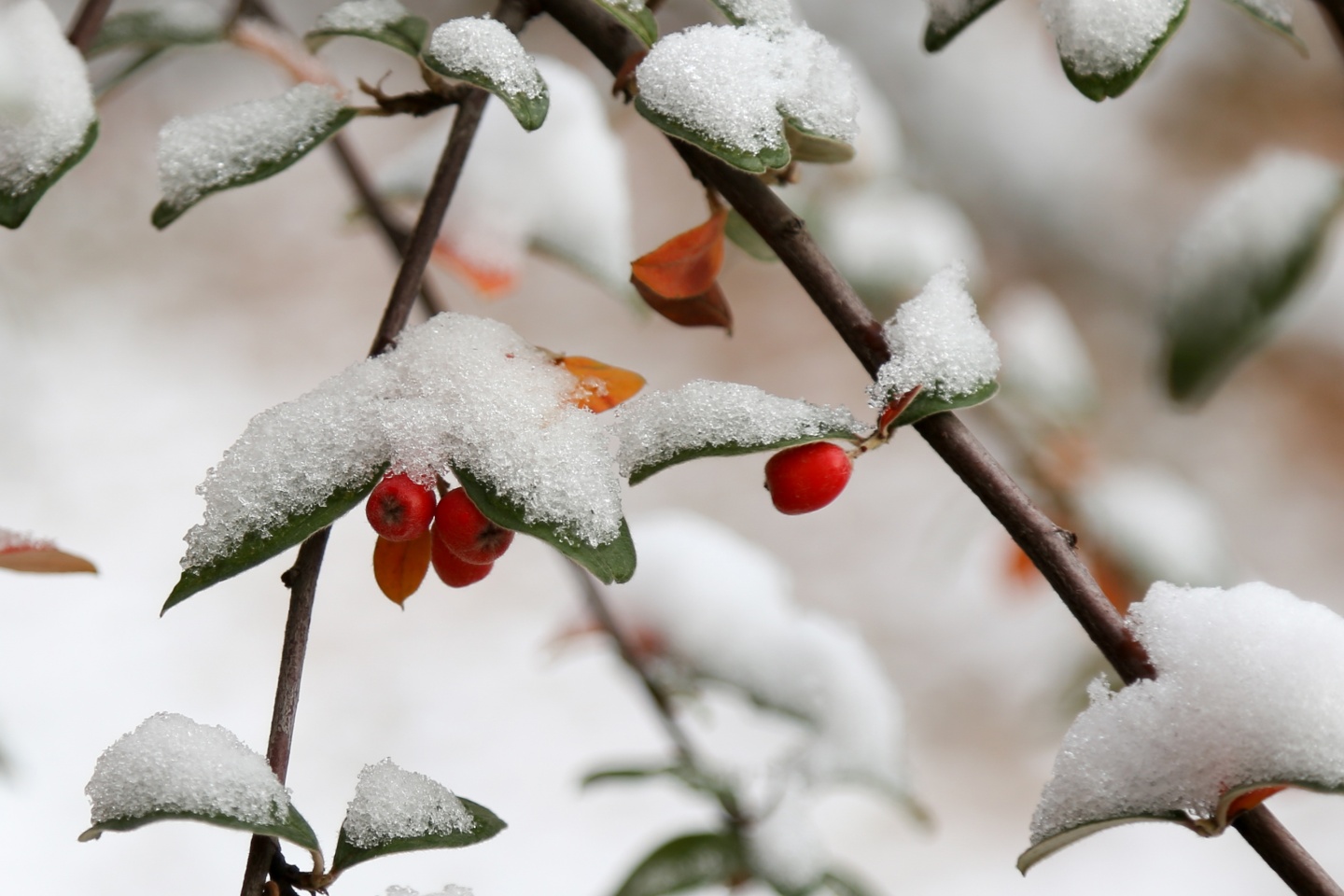 Gümüşhane’de kar yağışı 21