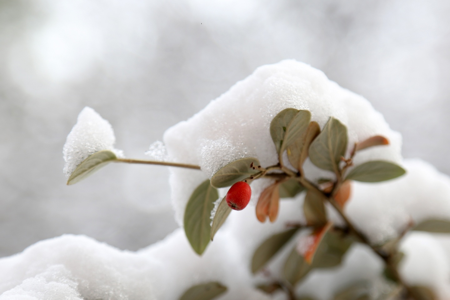 Gümüşhane’de kar yağışı 57