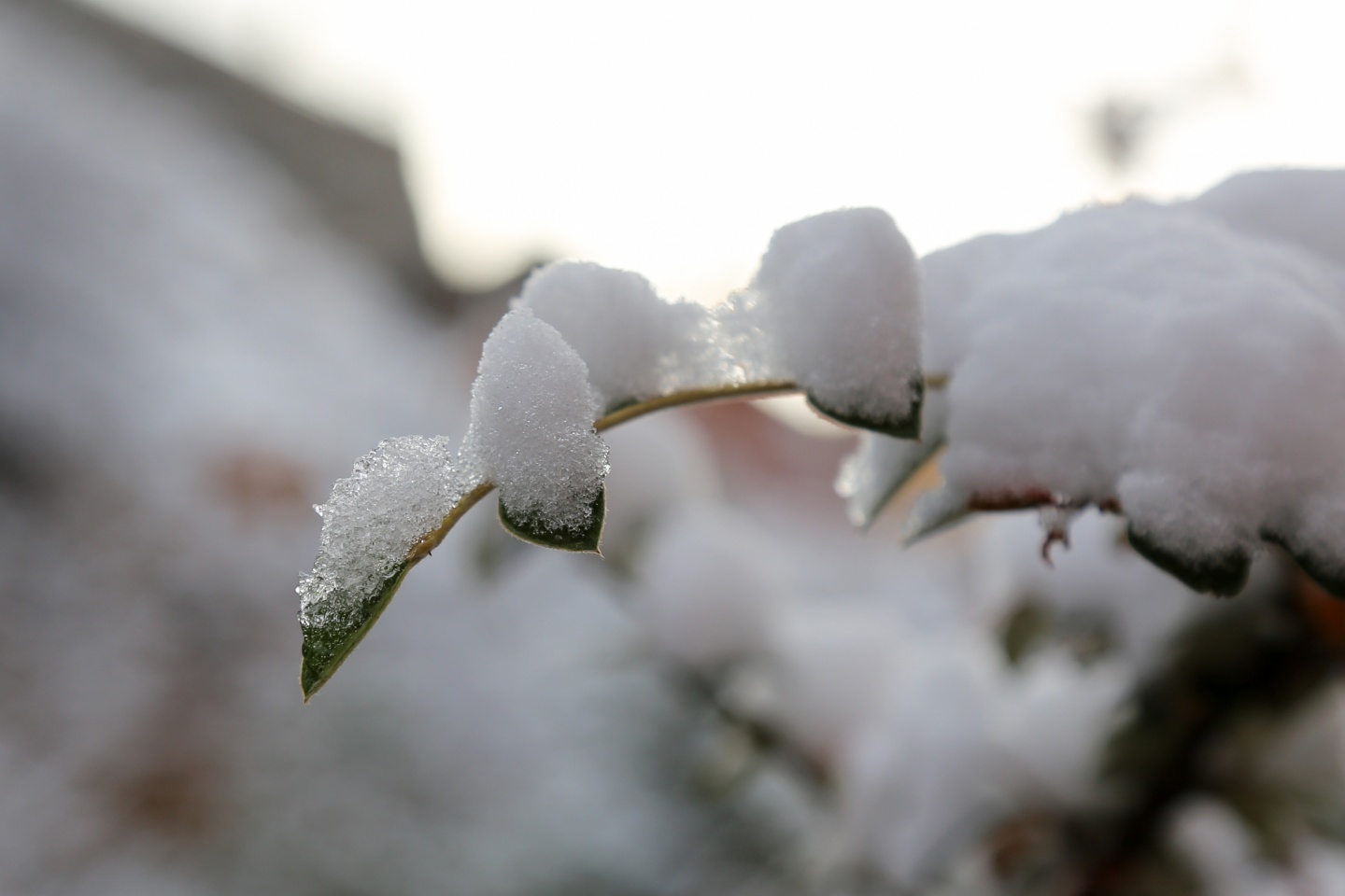 Gümüşhane’de kar yağışı 31