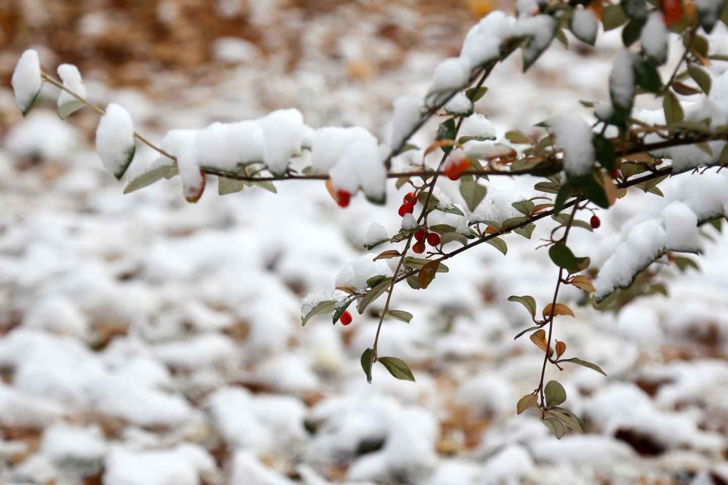 Gümüşhane’de kar yağışı 55