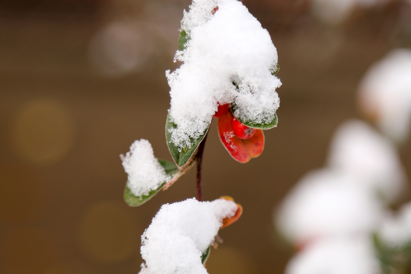 Gümüşhane’de kar yağışı 53
