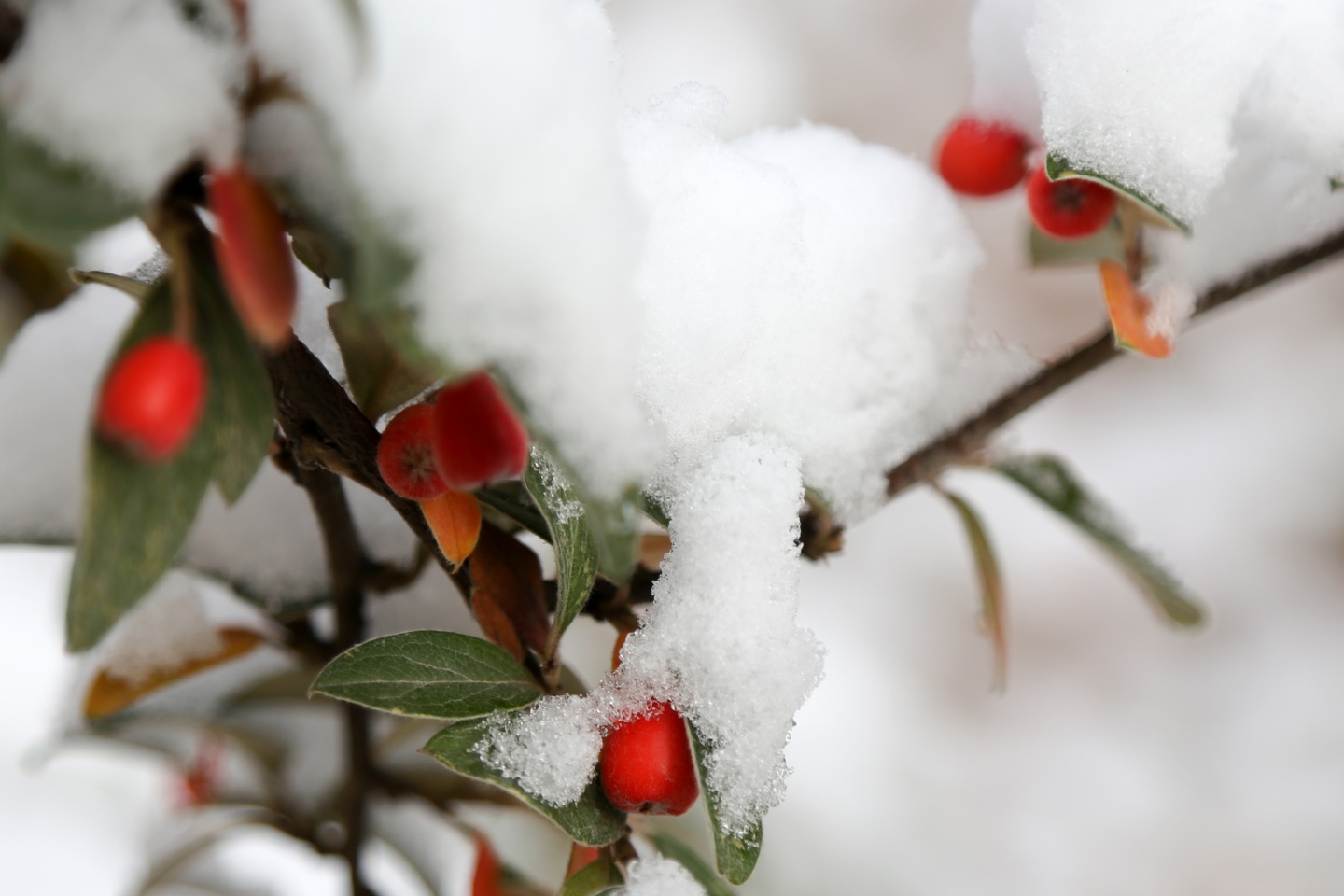 Gümüşhane’de kar yağışı 47