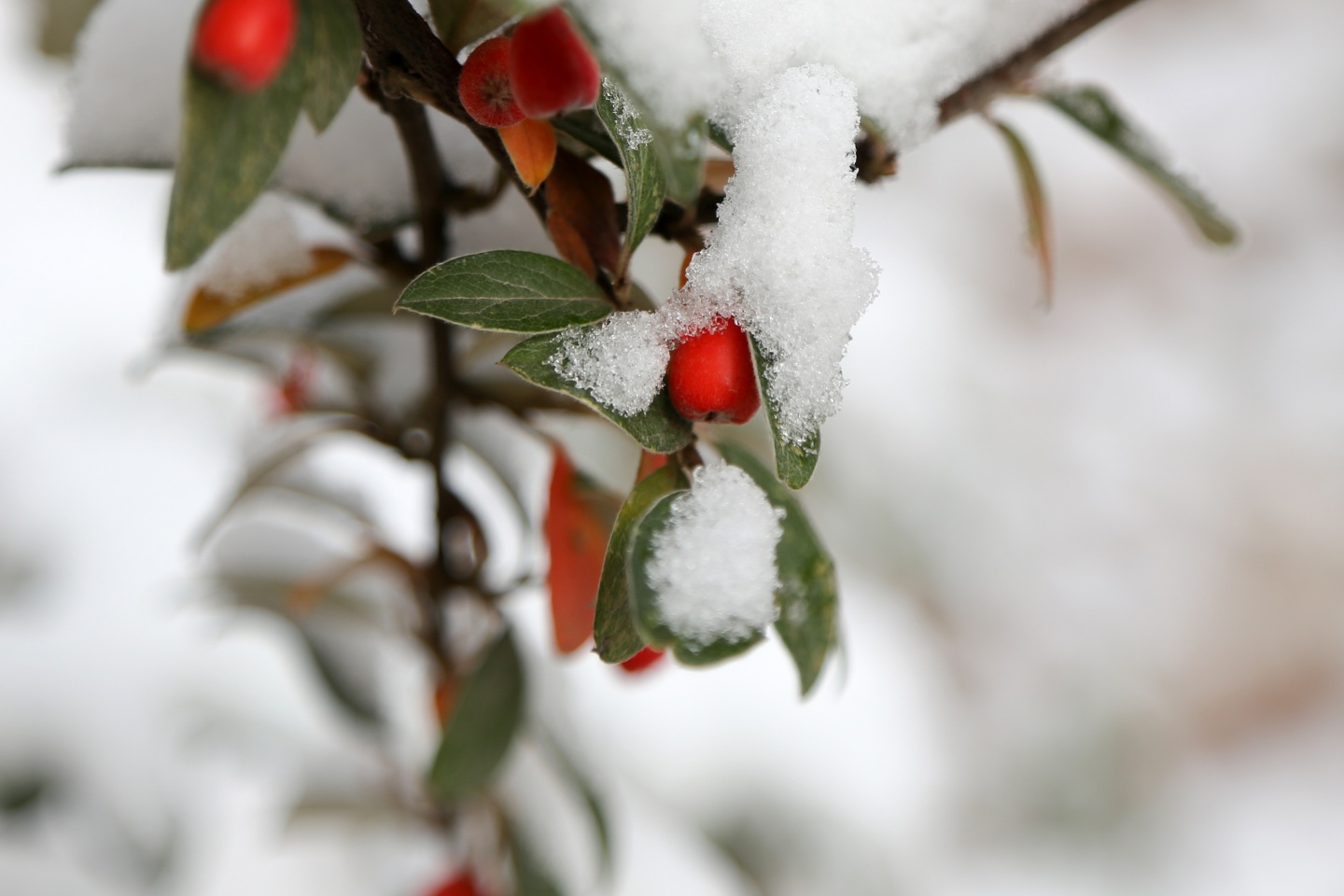 Gümüşhane’de kar yağışı 35