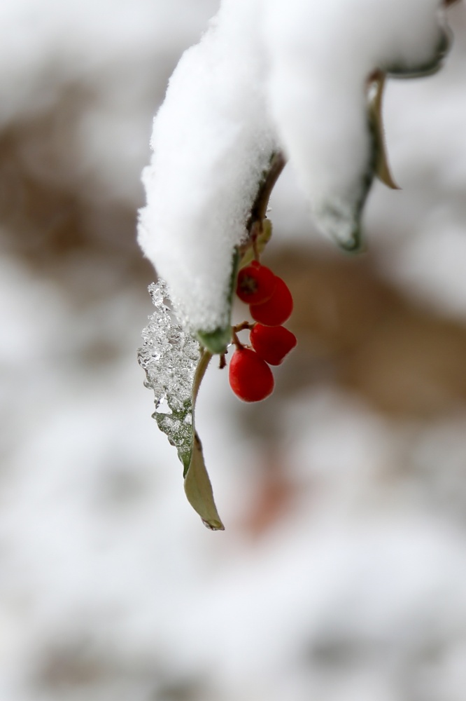 Gümüşhane’de kar yağışı 13