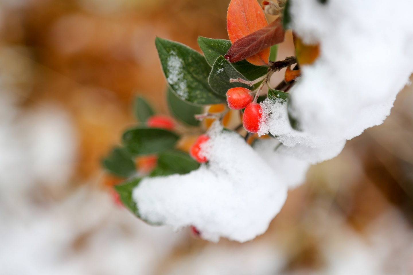 Gümüşhane’de kar yağışı 27