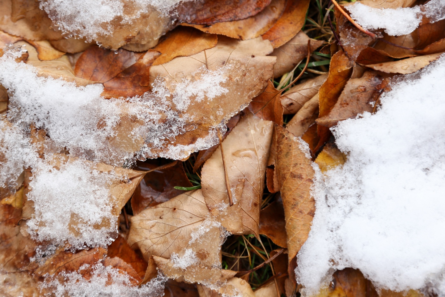 Gümüşhane’de kar yağışı 33