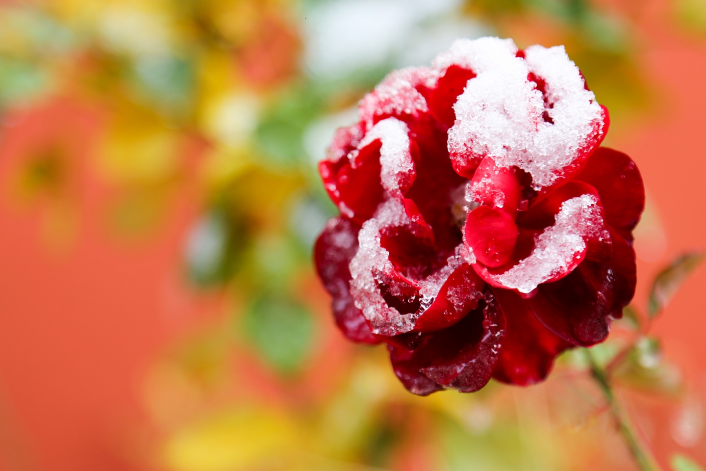 Gümüşhane’de kar yağışı 63