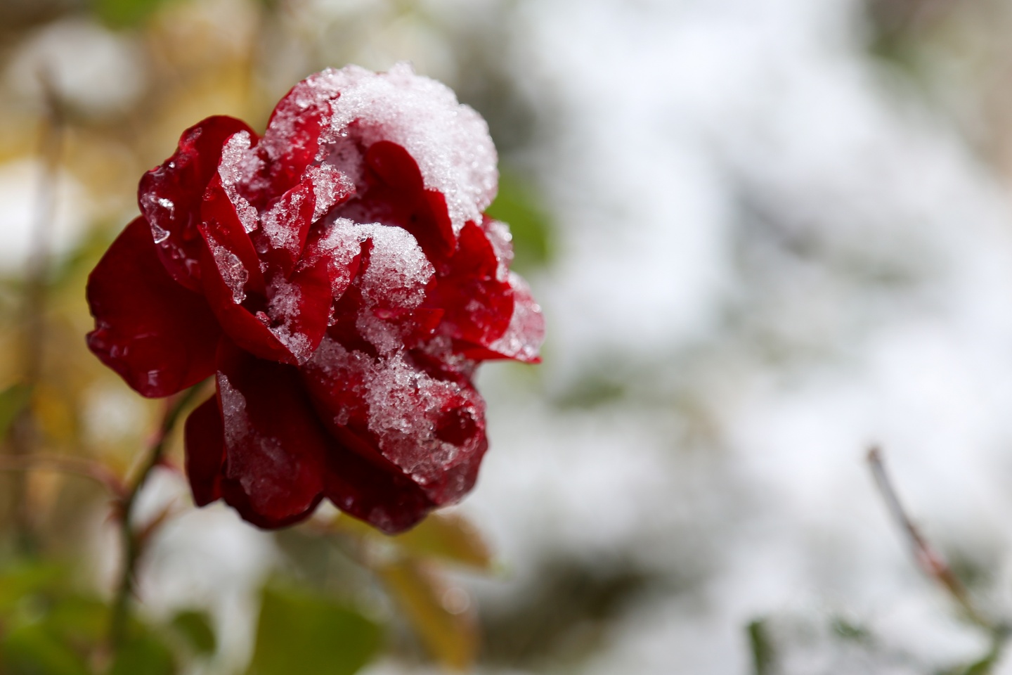 Gümüşhane’de kar yağışı 37