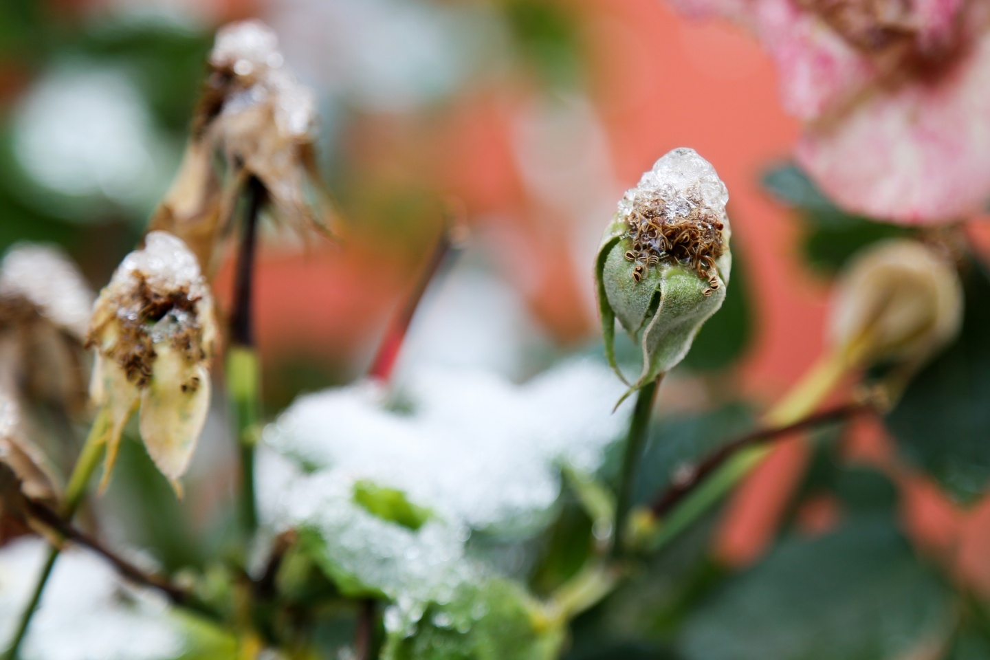 Gümüşhane’de kar yağışı 15