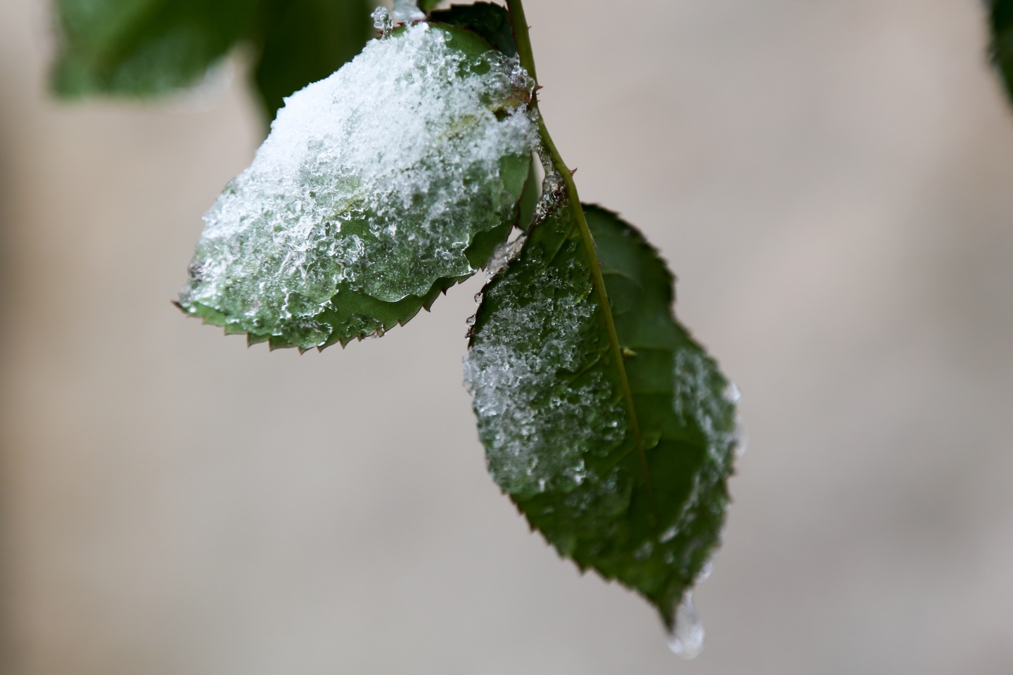 Gümüşhane’de kar yağışı 18