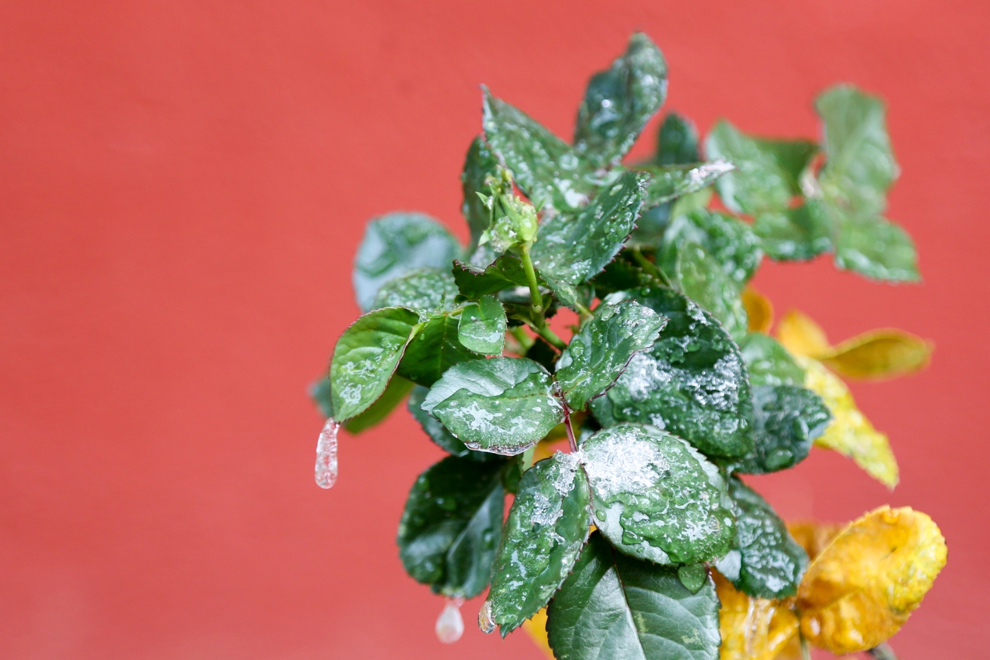 Gümüşhane’de kar yağışı 49