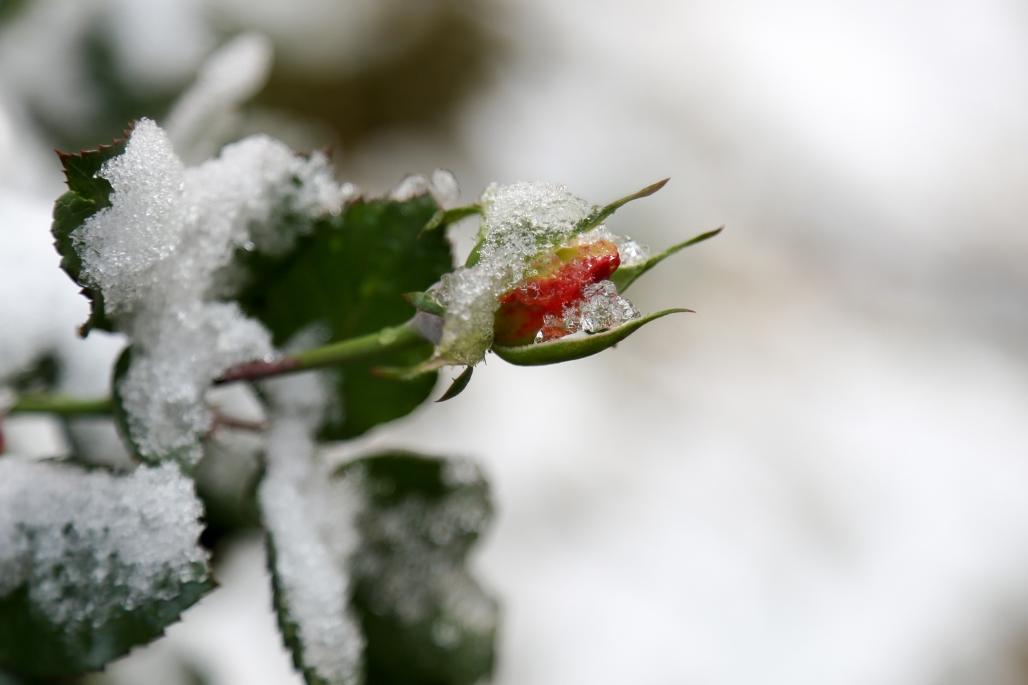 Gümüşhane’de kar yağışı 23