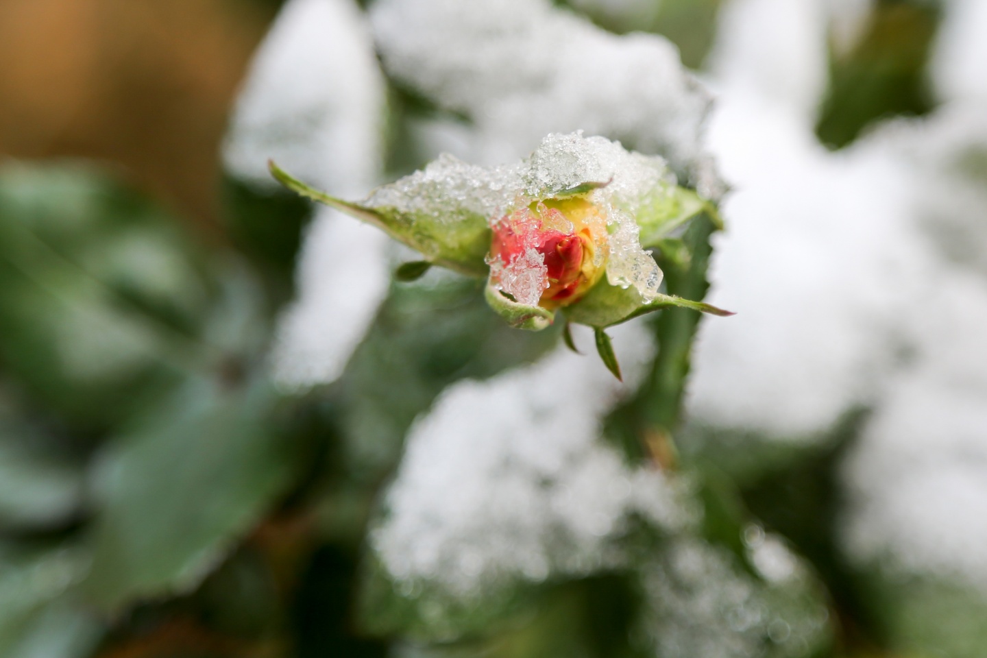Gümüşhane’de kar yağışı 17