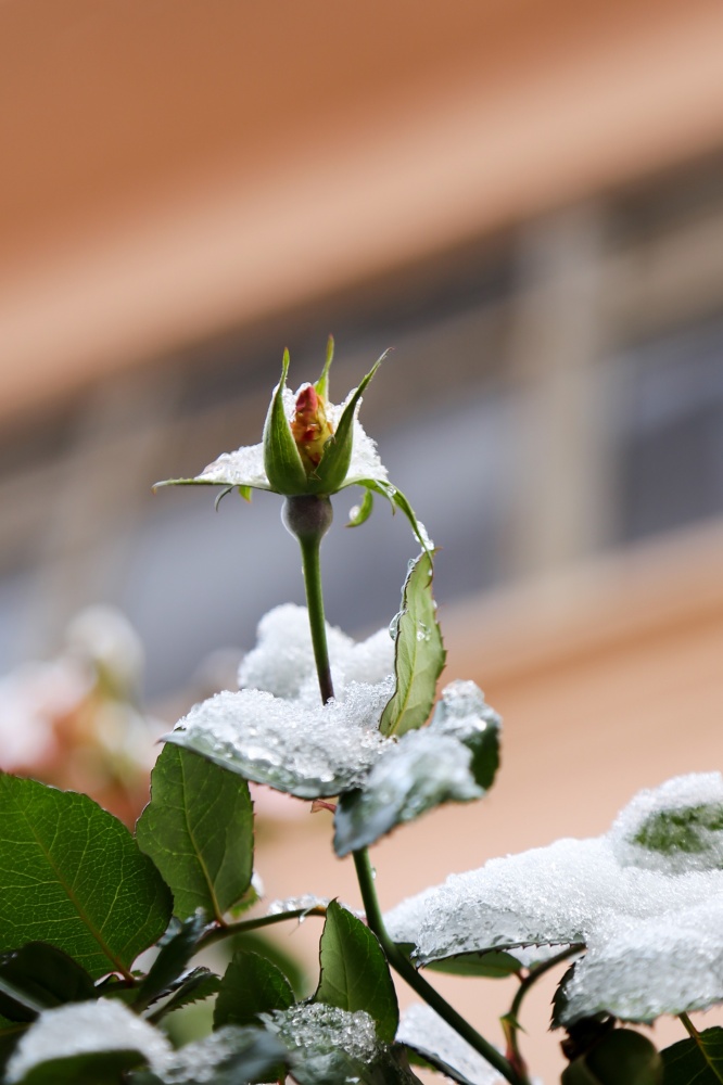 Gümüşhane’de kar yağışı 29