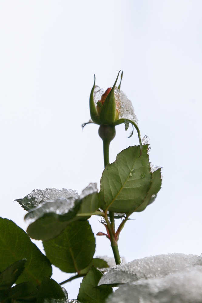Gümüşhane’de kar yağışı 25