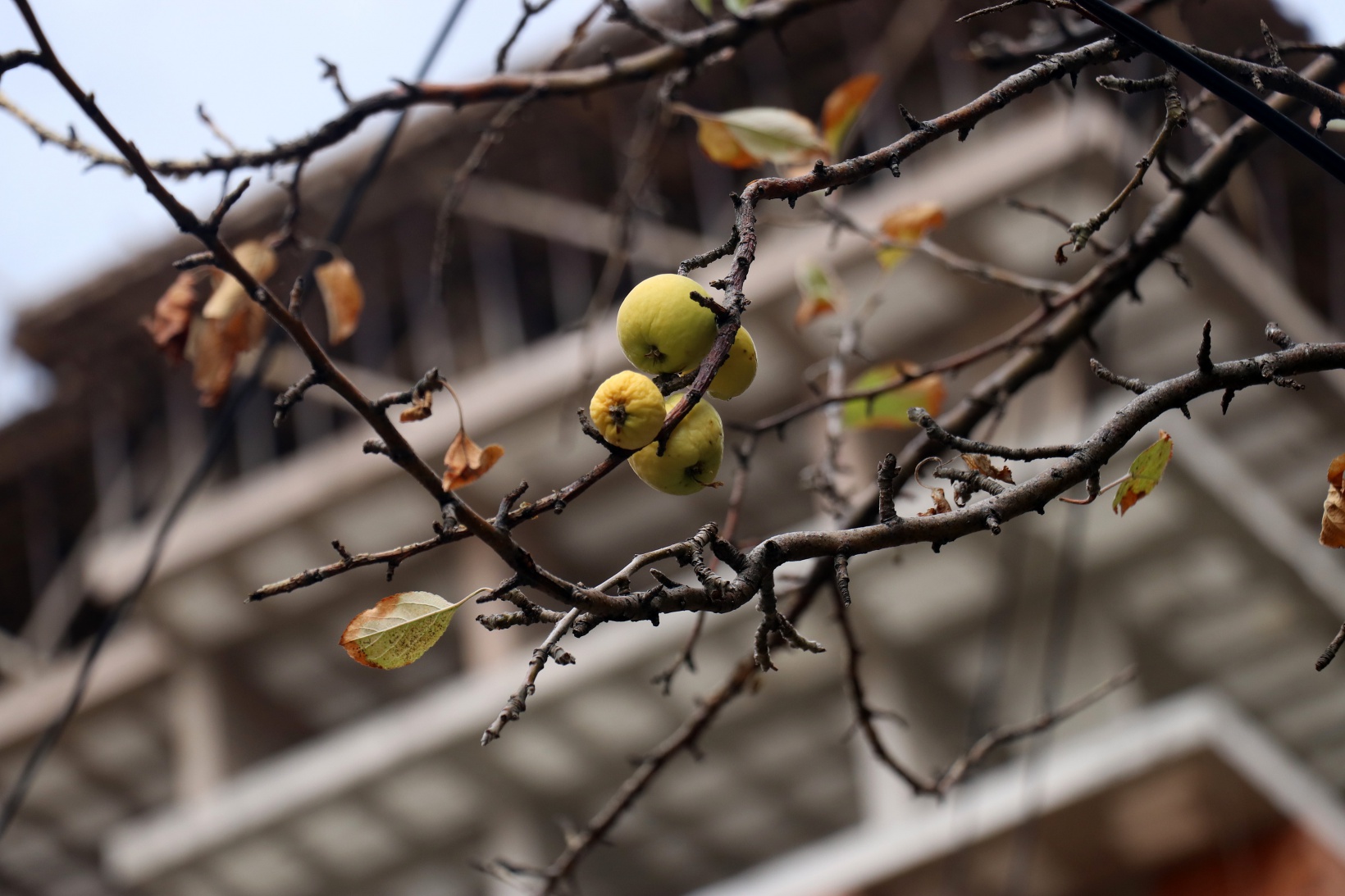 Gümüşhane’de doğanın Kasım sürprizi: Bir dalda çiçek, bir dalda elma 2