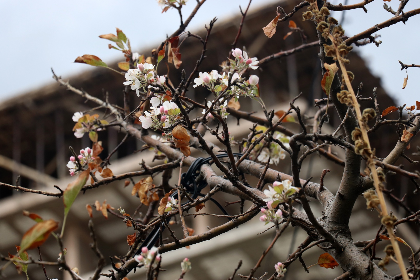 Gümüşhane’de doğanın Kasım sürprizi: Bir dalda çiçek, bir dalda elma 6
