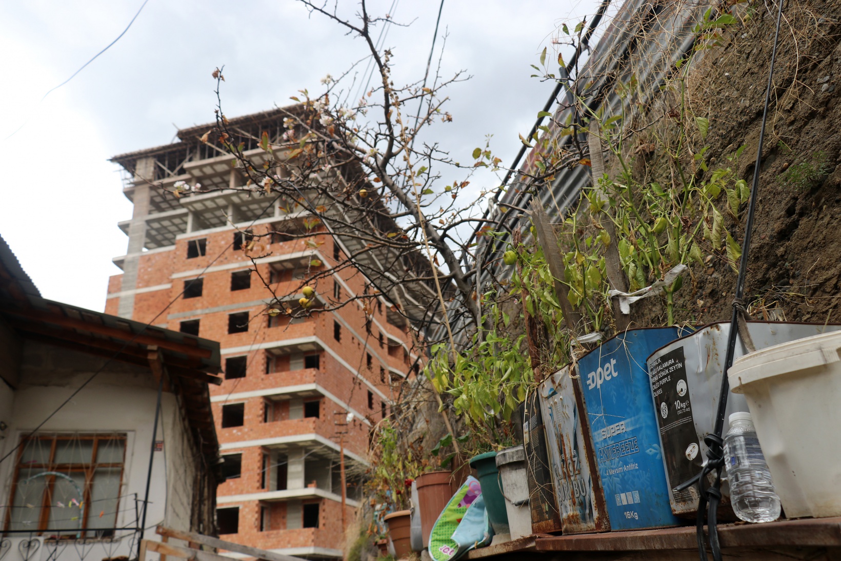 Gümüşhane’de doğanın Kasım sürprizi: Bir dalda çiçek, bir dalda elma 5