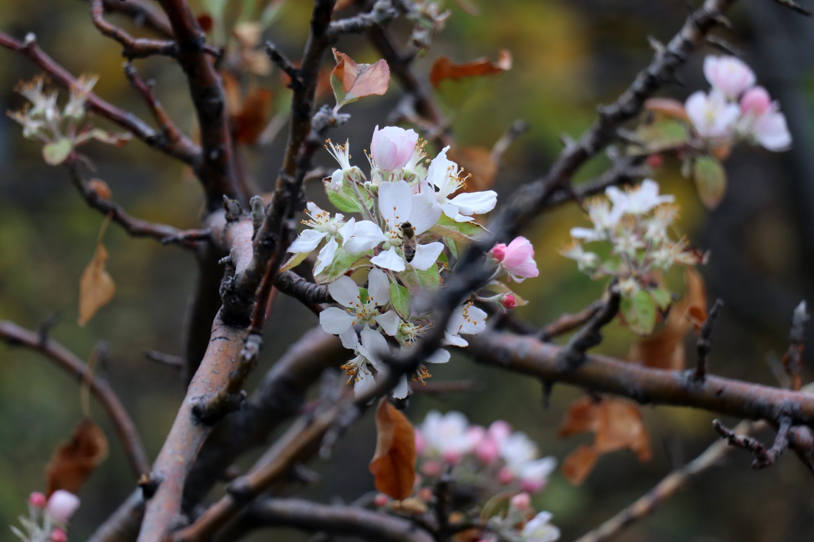 Gümüşhane’de doğanın Kasım sürprizi: Bir dalda çiçek, bir dalda elma 9