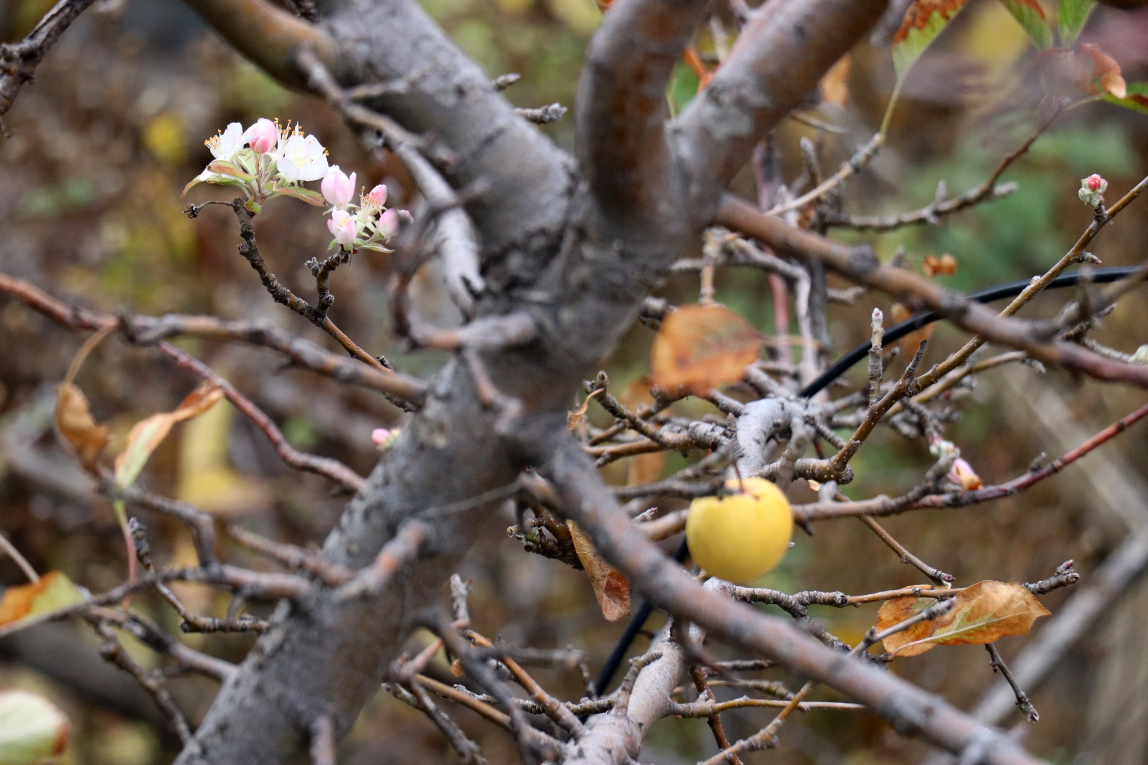 Gümüşhane’de doğanın Kasım sürprizi: Bir dalda çiçek, bir dalda elma 4