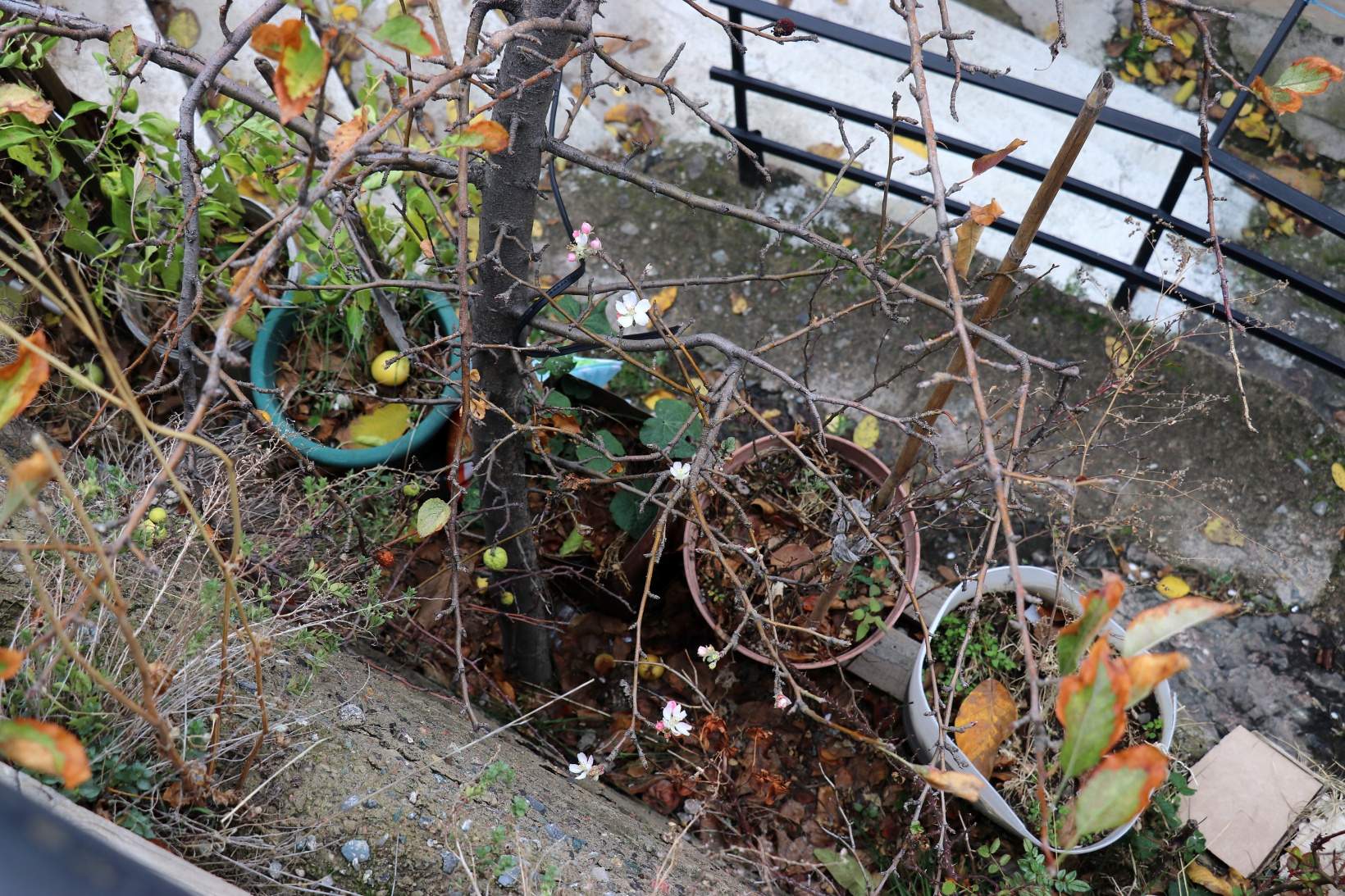 Gümüşhane’de doğanın Kasım sürprizi: Bir dalda çiçek, bir dalda elma 13