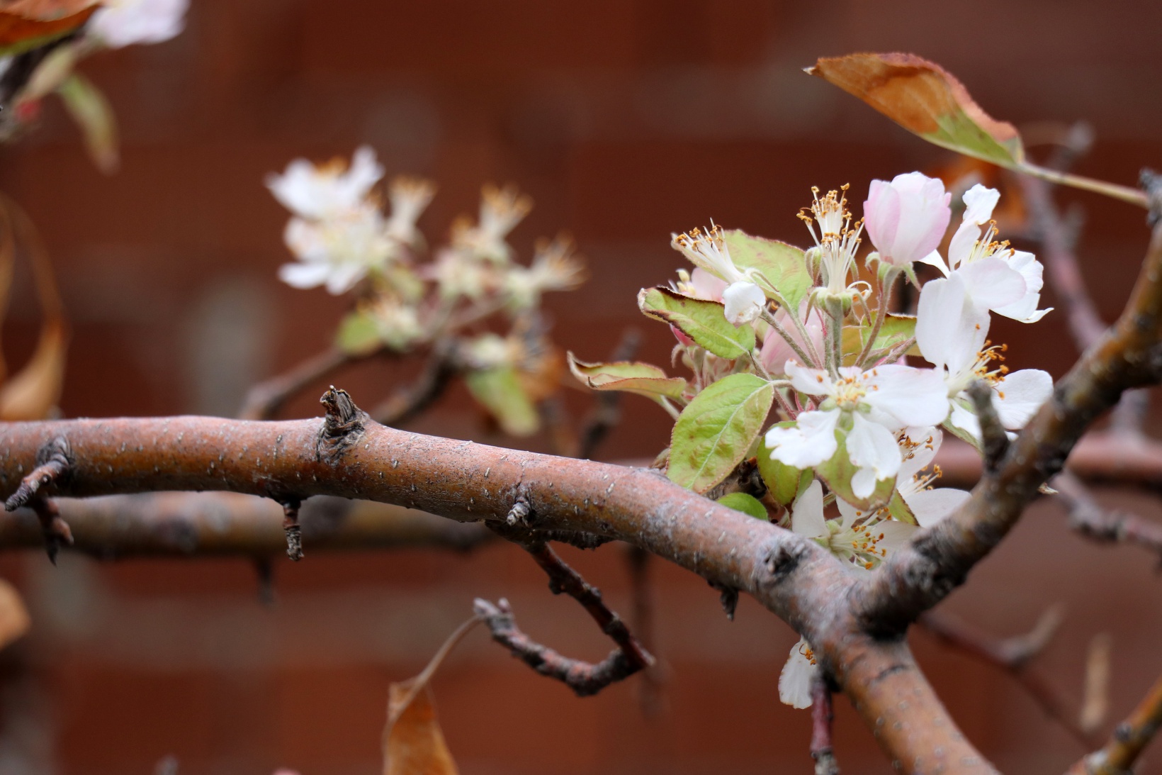 Gümüşhane’de doğanın Kasım sürprizi: Bir dalda çiçek, bir dalda elma 8