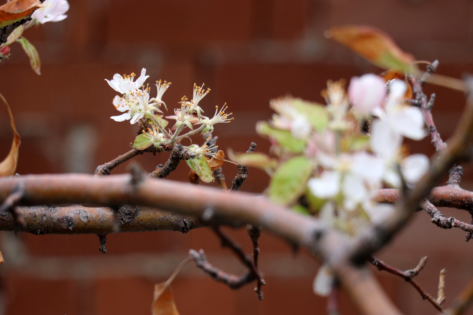 Gümüşhane’de doğanın Kasım sürprizi: Bir dalda çiçek, bir dalda elma 3