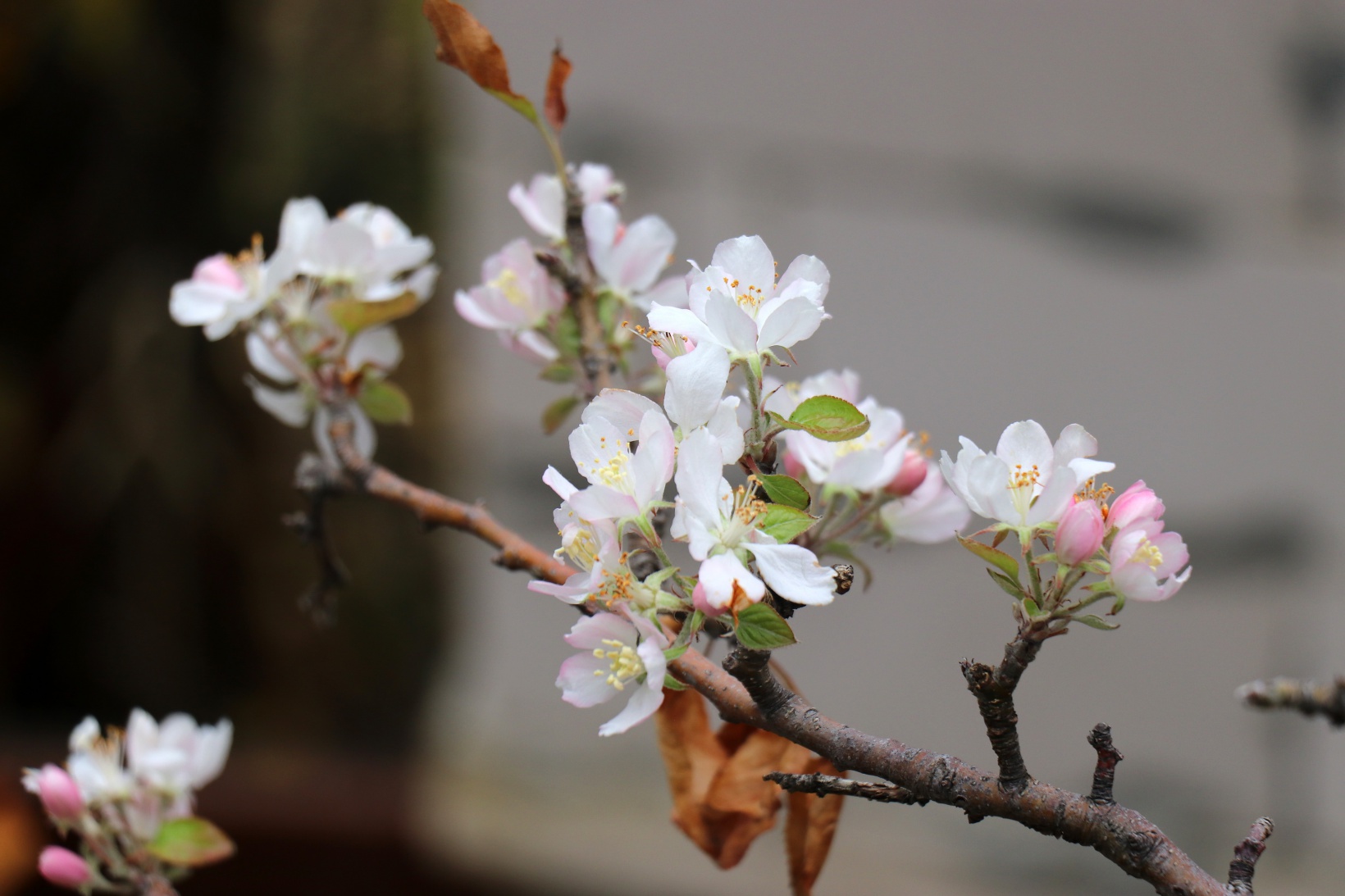 Gümüşhane’de doğanın Kasım sürprizi: Bir dalda çiçek, bir dalda elma 1