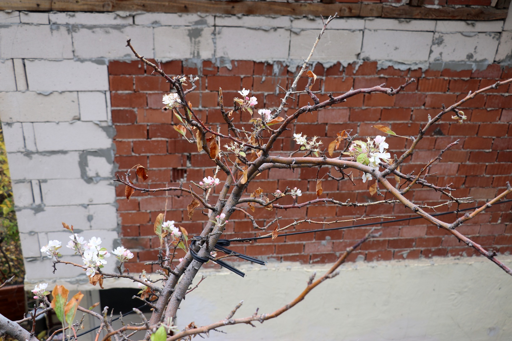 Gümüşhane’de doğanın Kasım sürprizi: Bir dalda çiçek, bir dalda elma 7