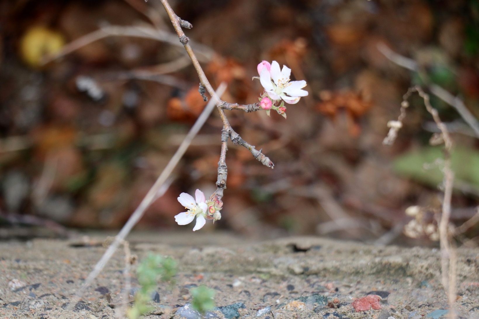 Gümüşhane’de doğanın Kasım sürprizi: Bir dalda çiçek, bir dalda elma 10