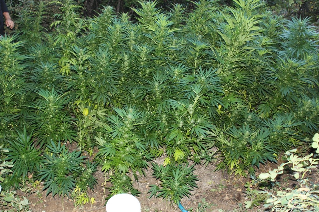 Şiran'da Dev Uyuşturucu Operasyonu 1