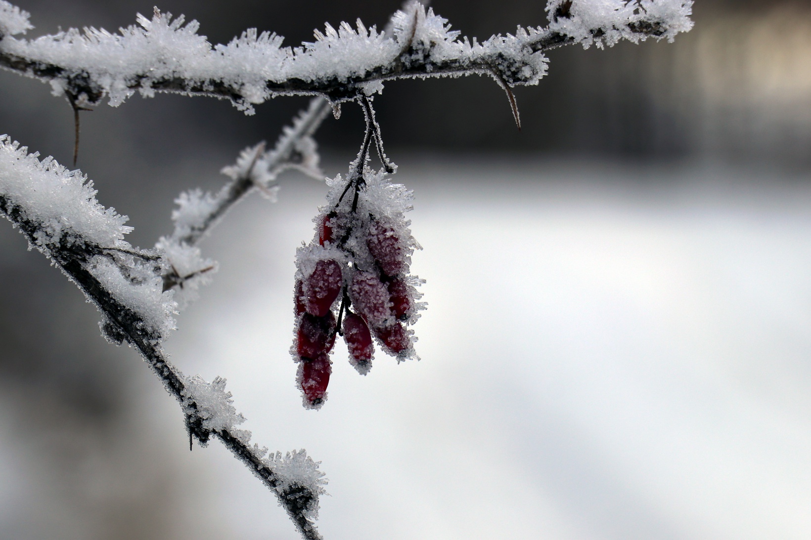 Gümüşhaneli dağcılardan Kalis yaylasına unutulmaz kış yürüyüşü 68