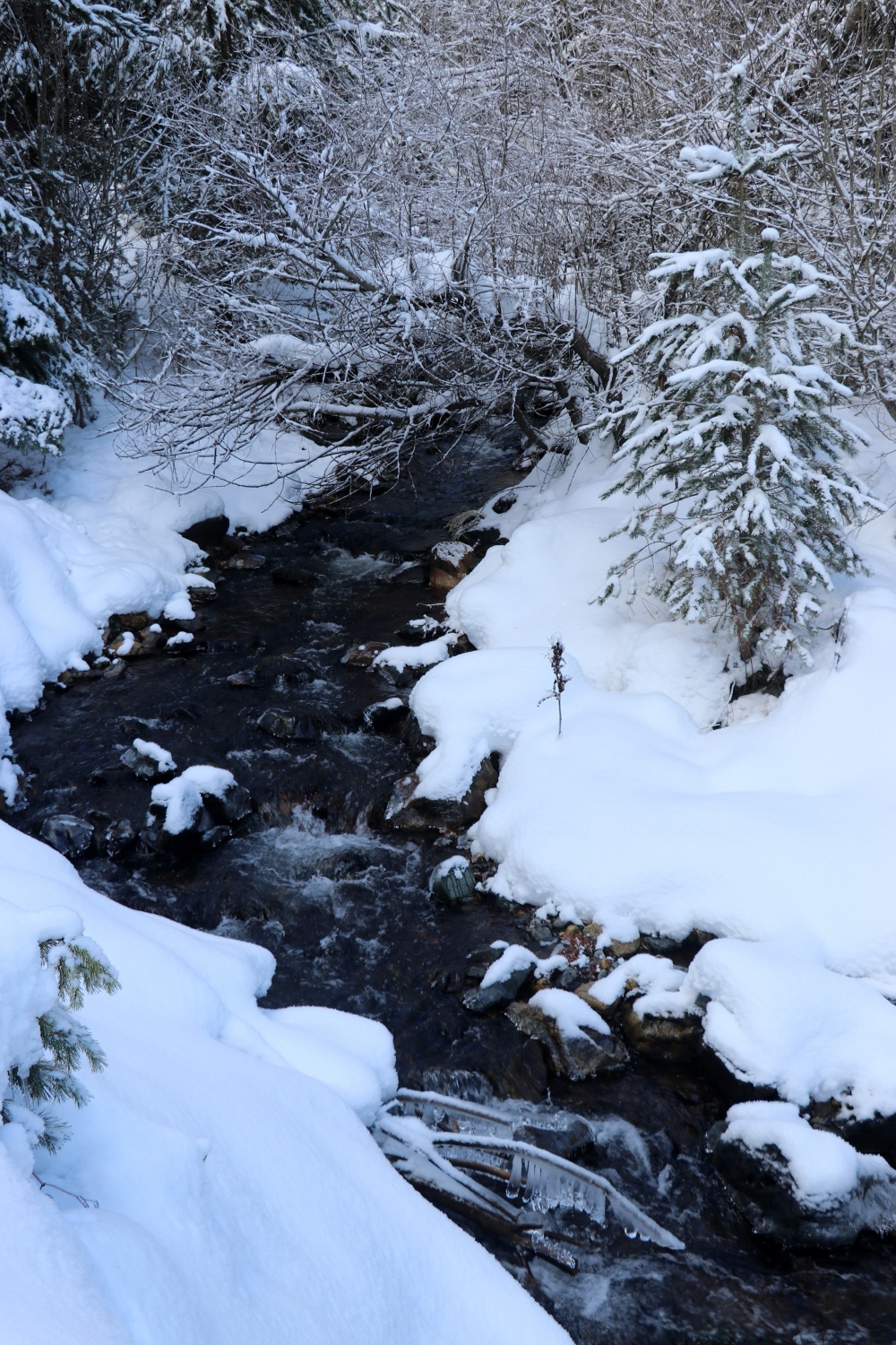 Gümüşhaneli dağcılardan Kalis yaylasına unutulmaz kış yürüyüşü 65