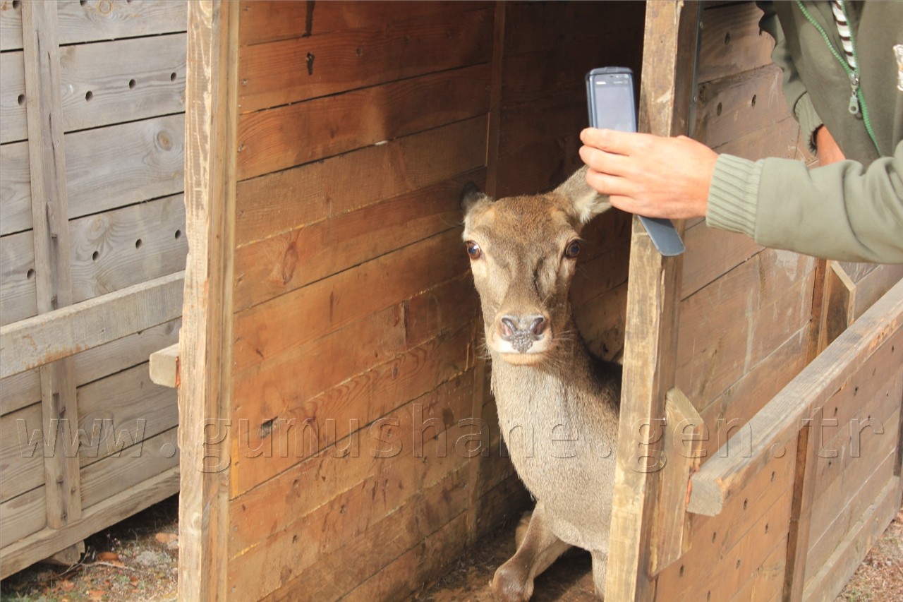 Gümüşhane'ye 7 Kızıl Geyik Daha Geldi 1
