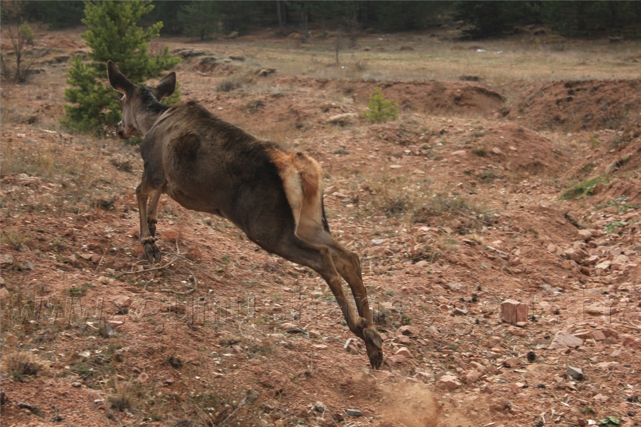 Gümüşhane'ye 7 Kızıl Geyik Daha Geldi 2