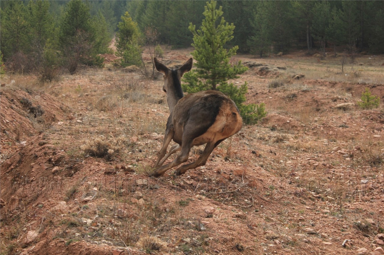 Gümüşhane'ye 7 Kızıl Geyik Daha Geldi 3