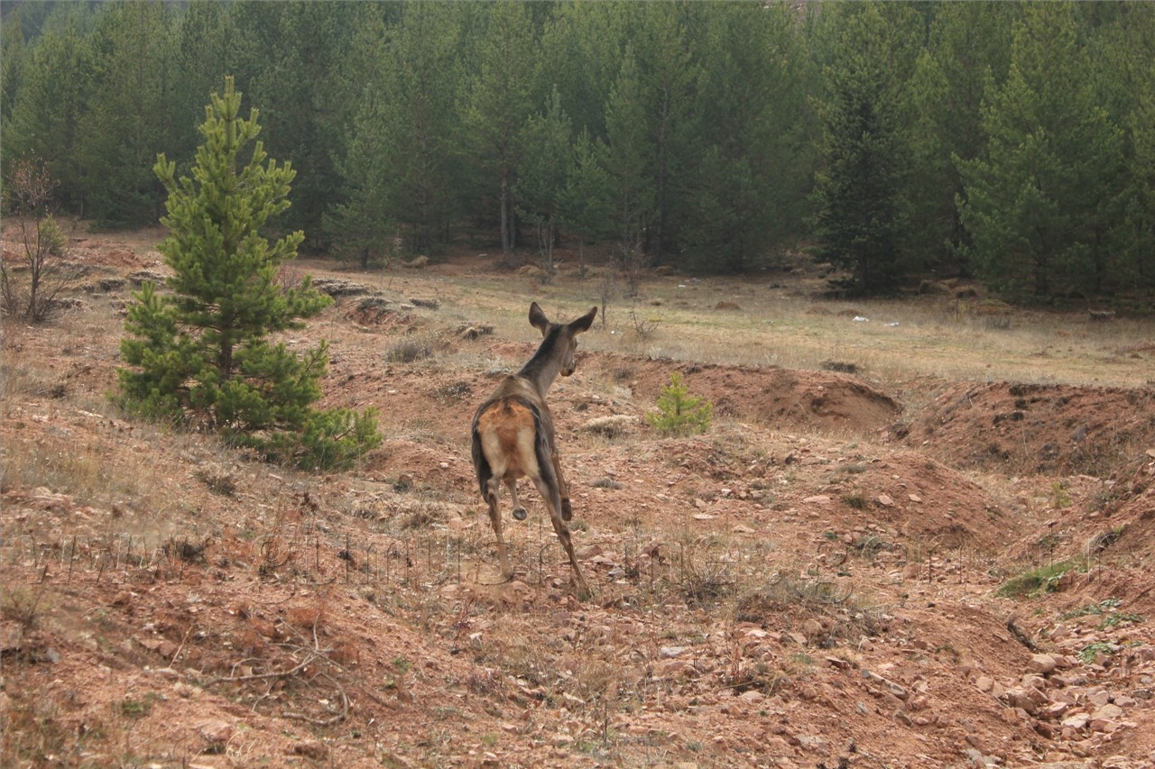 Gümüşhane'ye 7 Kızıl Geyik Daha Geldi 4