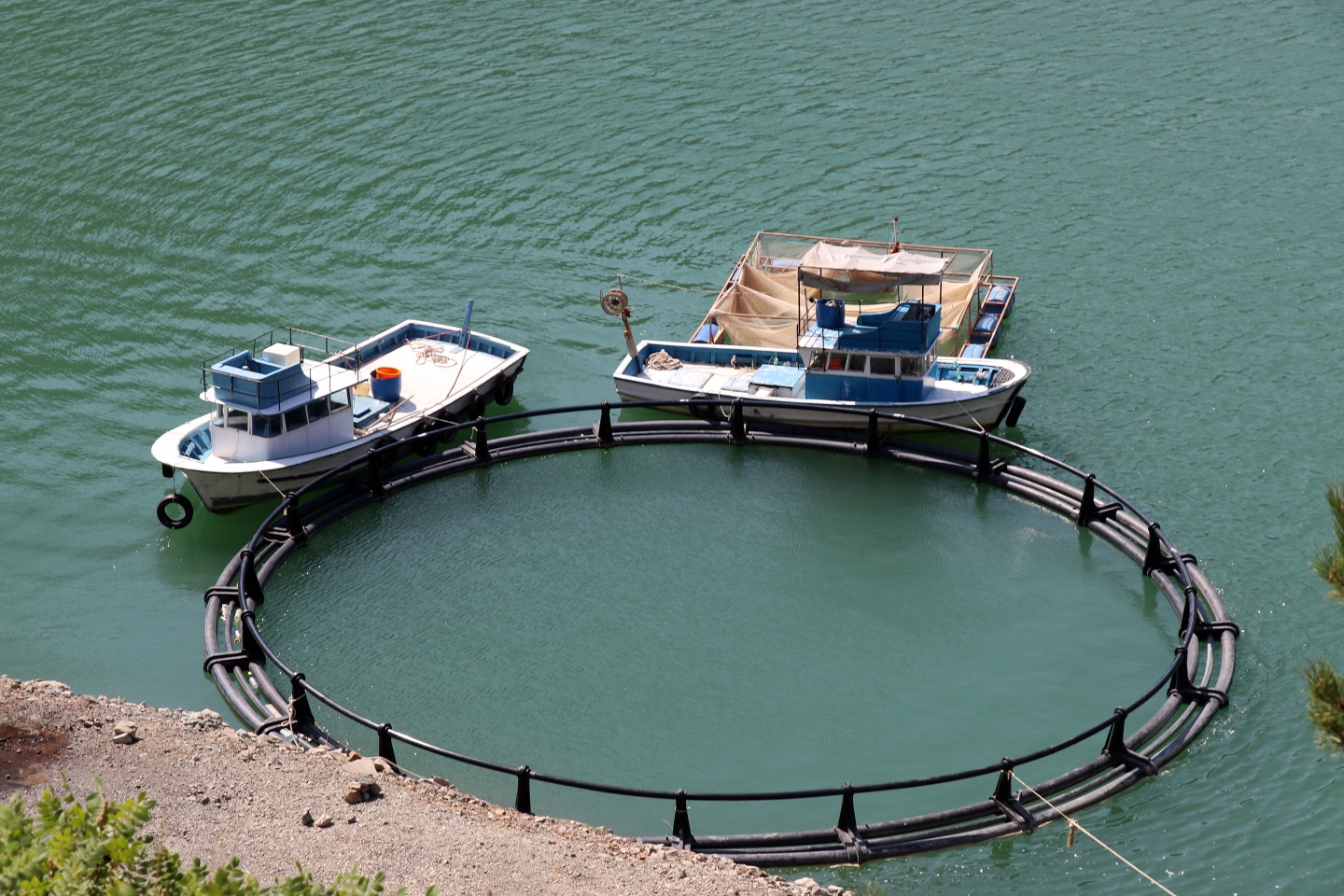 Torul barajında alabalık üretimi 13