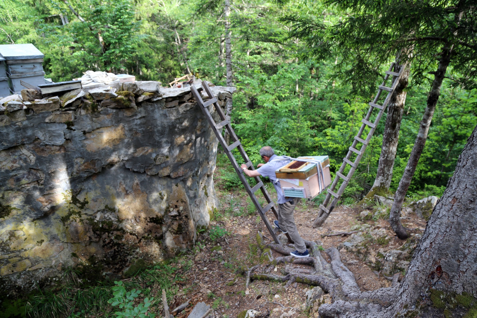 Asırlardır kayalar üzerinde bal üretiyorlar 12