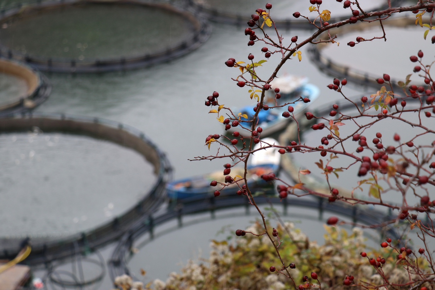 12 bin nüfuslu ilçeden milyon nüfuslu ülkelere balık ihraç ediliyor 45