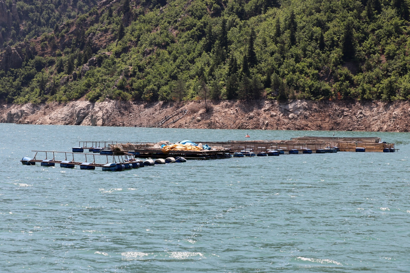 Torul barajında alabalık üretimi 37