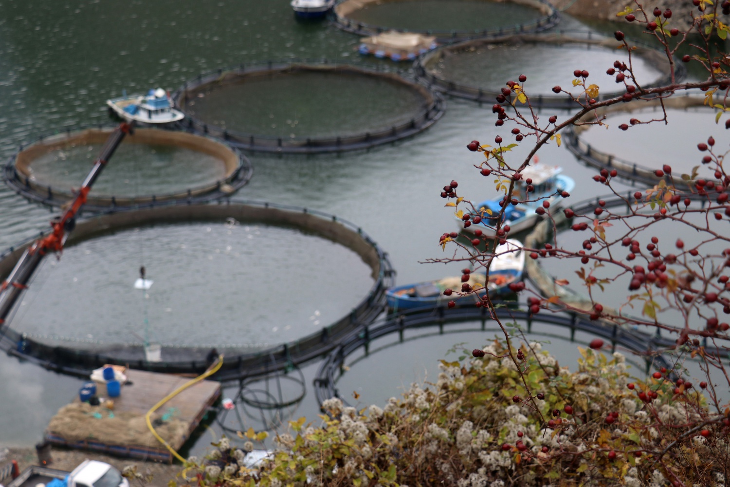 12 bin nüfuslu ilçeden milyon nüfuslu ülkelere balık ihraç ediliyor 46