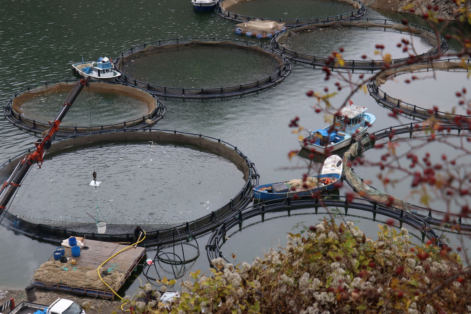 12 bin nüfuslu ilçeden milyon nüfuslu ülkelere balık ihraç ediliyor 48