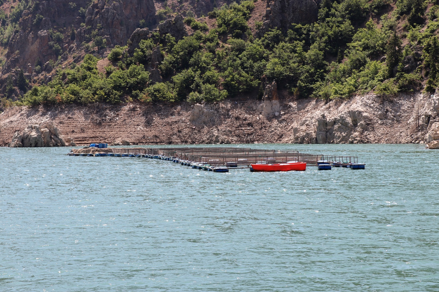 Torul barajında alabalık üretimi 36