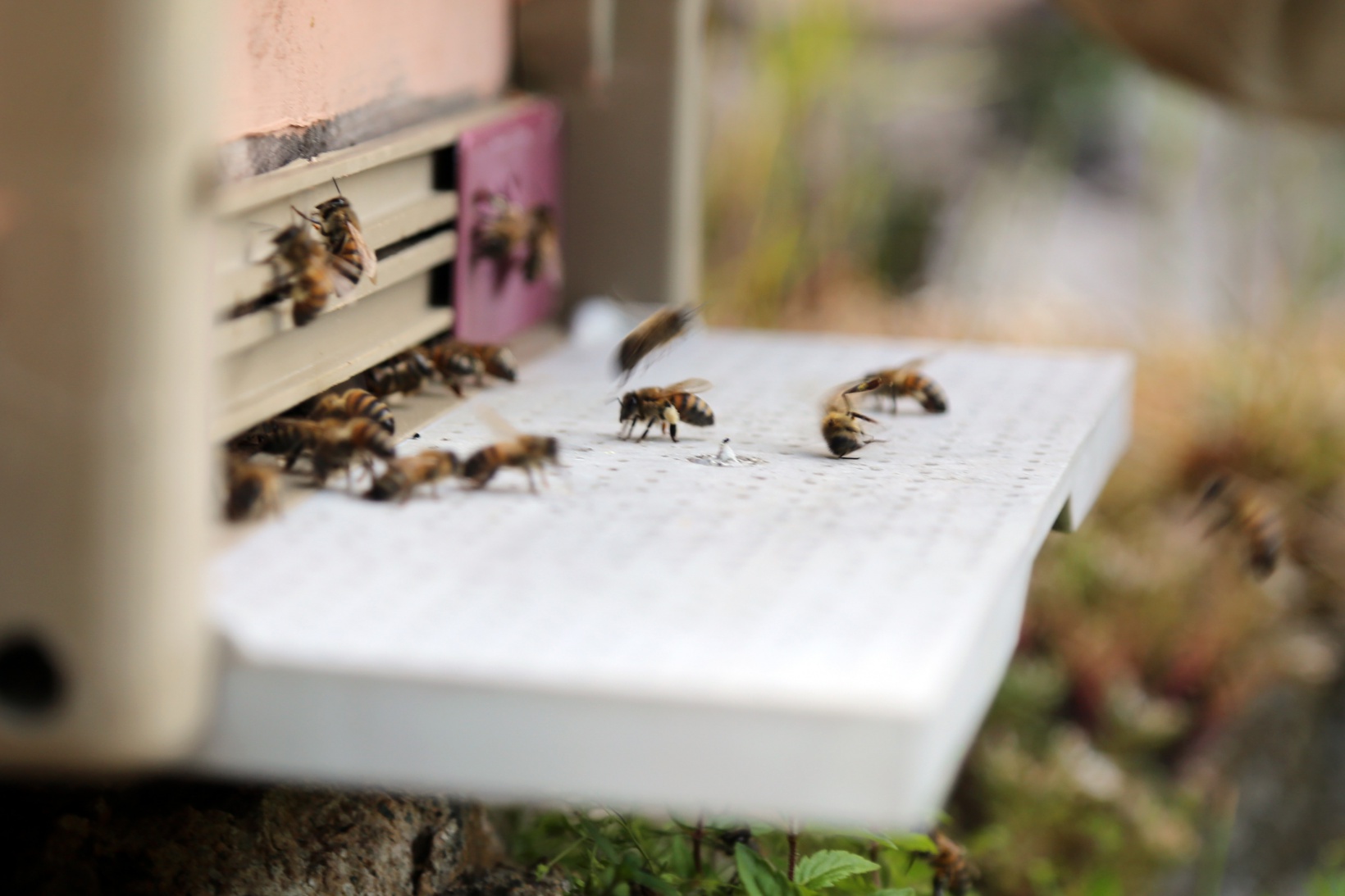 Asırlardır kayalar üzerinde bal üretiyorlar 9